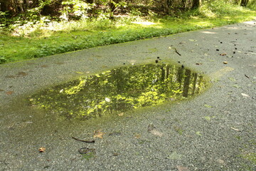 Puddle on the Road