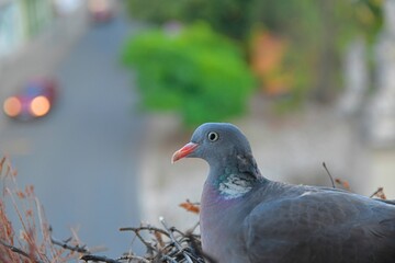 A dove on eggs. A pair of pigeons have built a nest in a flower box on the windowsill
