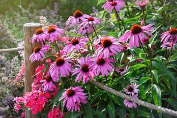 Beautiful blooming healing purple echinacea