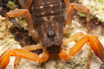 Macro photo of a Bark scorpion (Lychas scutilus) 