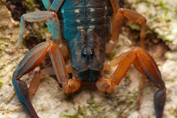 Macro photo of a Bark scorpion (Lychas scutilus) 