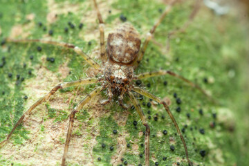 A Macro photo of Lichen huntsman spider (Pandercetes sp.)