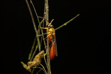 A macro photo of Crabronid wasp (Psenulus sp.)