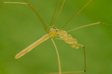 A macro photo of Daddy-long-legs spider (Leptopholcus sp.)
