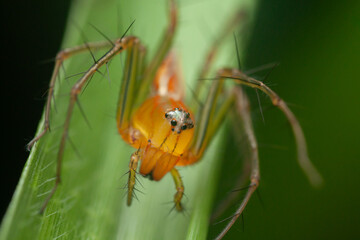 A Macro photo of Lynx spider (Oxyopes sp.)
