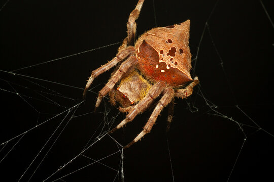 A macro photo of Common Garden Spider (Parawixia sp.)