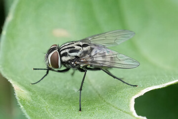 Detailed closeup on the European Graphomya maculata fly, sitting on a green leaf