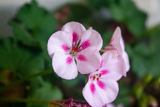 Photo of pink geranium flower.