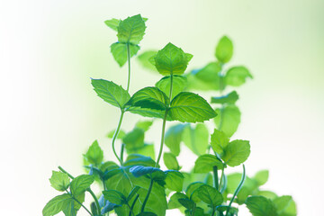 Close-up view of mint bush seedlings, in the studio, fresh, plant, eco food