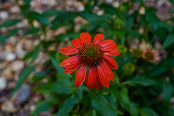 Orange, shiny coneflower with a view of the top of the plant. Rock background.