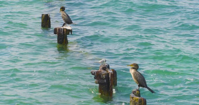 Cormorants and Tern Resting in Florida, USA