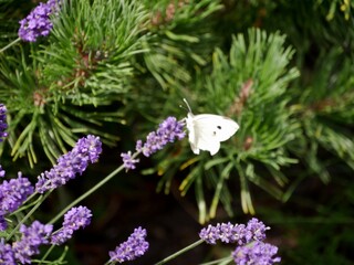 Zitronenfalter am Lavendel