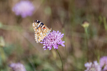Beautiful lady butterfly (Cynthia cardui) profile view perched on a purple flower in the field