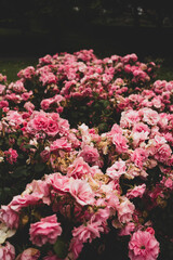 Pink rose bushes in a garden