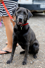 A black dog with a leash and muzzle sits near its owner. A pet on a walk with its owner. Dog on a red leash. Beautiful black dog looks attentively while sitting on the ground