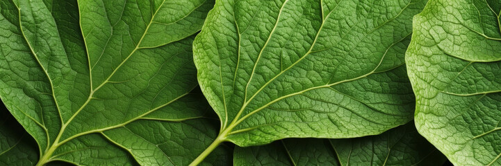 Fototapeta premium Organic Leaf Veins with Natural Texture