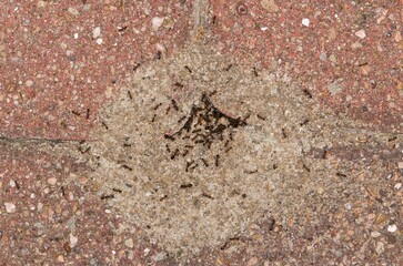 Pavement ants nest mound Tetramorium immigrans insects paving stones nature pest control.