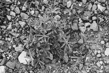 Close up on plant growing in the rocky soil near a small lake in Yellowstone park. 