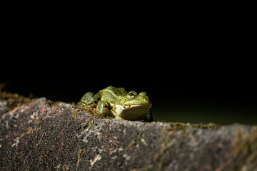 Edible frog on the bank of the pond. Green frog on Azores islands. Calm frog around the water dam. 