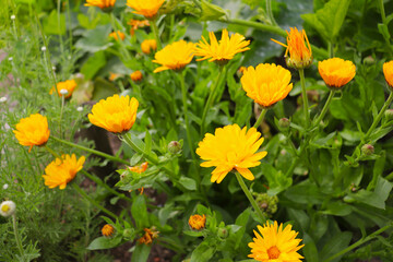 medicinal calendula flowers among green grass