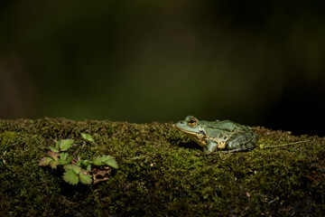 Edible frog on the bank of the pond. Green frog on Azores islands. Calm frog around the water dam. 
