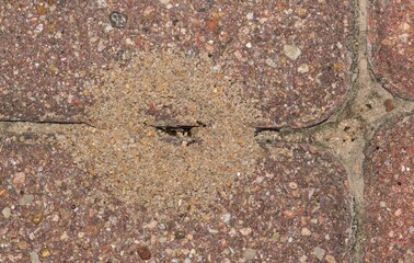 Pavement ants nest mound Tetramorium immigrans insects paving stones nature pest control.