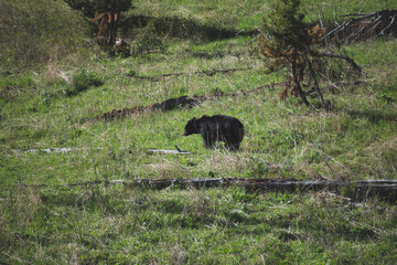 Female Blackbear in Yellowstone National Park. 