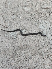 snake in the ground