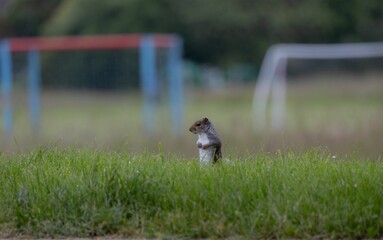 squirrel standing on its hind legs in a grassy field with blurred soccer goals in the background.