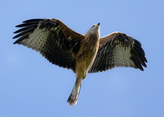 majestic bird of prey soaring in the clear blue sky, showcasing its impressive wingspan.