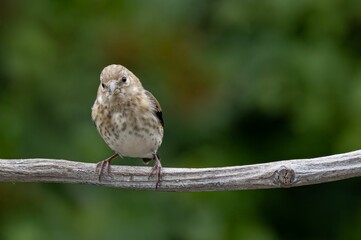 close-up of a small bird perched on a branch with a blurred green background.