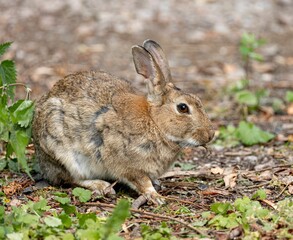 a wild rabbit sitting on the ground surrounded by green foliage