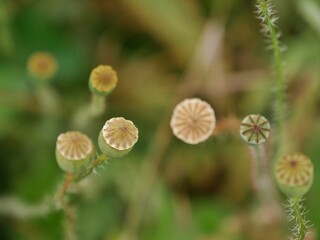 Verblühte Mohnblume