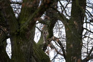 Long eared owl is hiding in the tree. Asio otus during winter time. Kind of owls wit ears. 