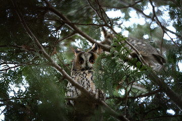 Long eared owl is hiding in the tree. Asio otus during winter time. Kind of owls wit ears. 