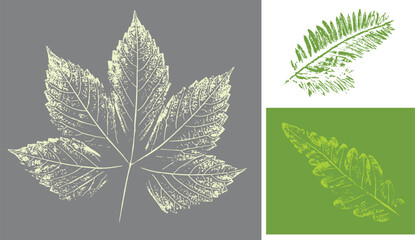 Green gray ink stamp impression of a fern leaves or fronds with organic texture. Isolated leaf print for floral art or pattern. © CaptureAndCompose