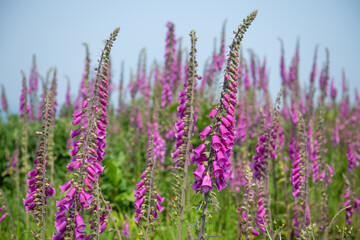 Common foxglove (digitalis purpurea) flowers in bloom