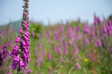 Fototapeta premium Close up of a common foxglove (digitalis purpurea) flower in bloom