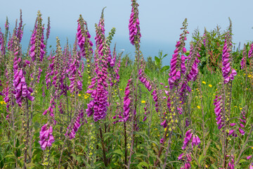 Common foxglove (digitalis purpurea) flowers in bloom