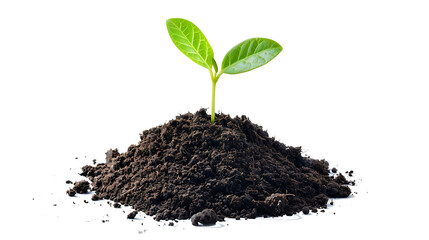 young plant sprout growing from soil isolated on white or transparent png background