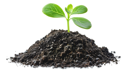 young plant sprout growing from soil isolated on white or transparent png background