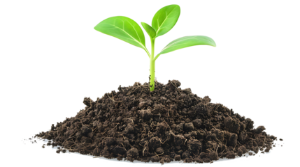 young plant sprout growing from soil isolated on white or transparent png background