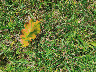 A single, brownish-orange oak leaf stands out against a vibrant green grassy background, signaling the change of seasons.