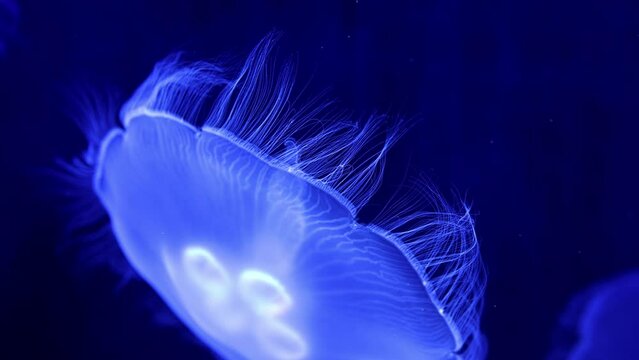 Jellyfish glow blue in the dark. Neon transparent jellyfish float on a black background. Jellyfish in action in the aquarium. Beautiful jellyfish moving through the neon lights. Craspedacusta sowerbii
