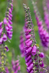 Close up of common foxglove (digitalis purpurea) flowers in bloom