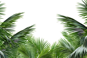Fototapeta premium Tropical palm fronds frame a white background. 