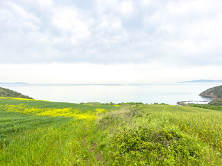 green wheat field with sea view in the background, space for text