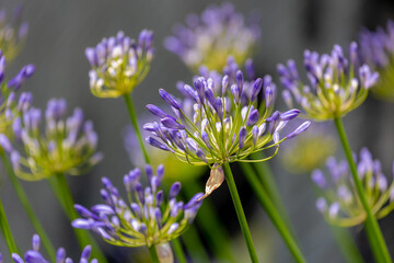 Fototapeta premium Selective focus of purple blue flowers with green grass, Agapanthus africanus in garden with sunlight, The African lily is a flowering plant from the genus Agapanthus, Nature floral pattern background