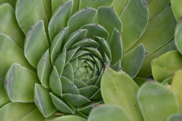 Obraz premium Hen and Chicks Plant