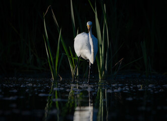 Great Egret frolicking in morning light, at local lake, Fishers, Indiana, Summer. 